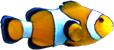 Amphiprion ocellaris Amphiprion ocellaris